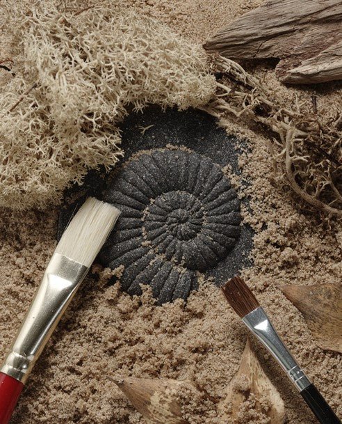 Fossilized ammonite on sand with brushes