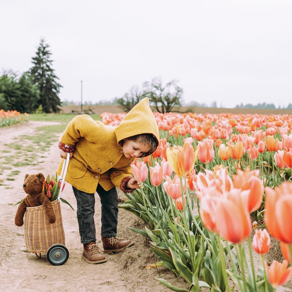 Child in a yellow coat interacting with tulips in a field with a Brown Senger teddy bear in a basket.
