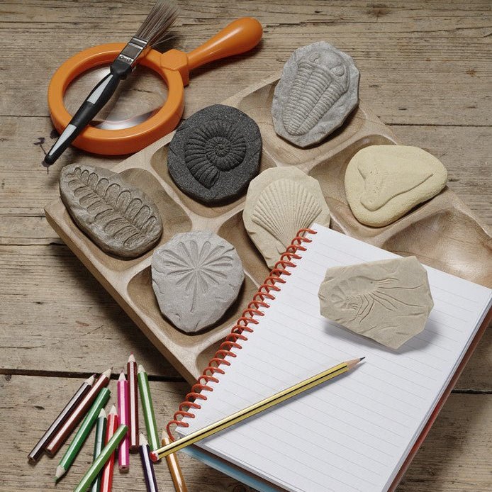 Set of fossils and tools on a wooden surface