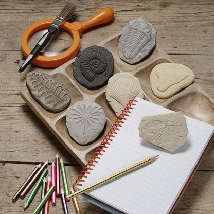 Set of fossils and tools on a wooden surface