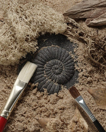 Fossilized ammonite on sand with brushes