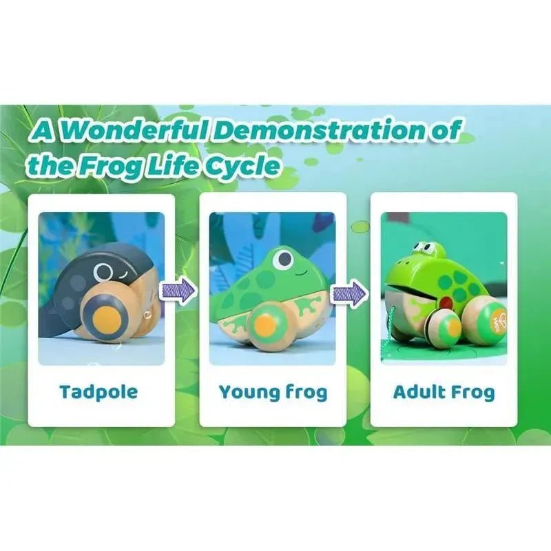 An educational toy set showing the frog life cycle, featuring Tadpole, Young Frog, and Adult Frog wooden toy figures arranged in a three-step progression diagram on a light green background.