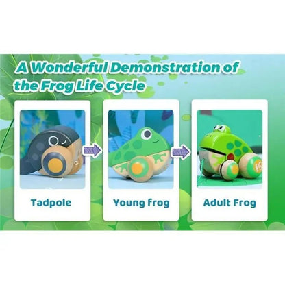 An educational toy set showing the frog life cycle, featuring Tadpole, Young Frog, and Adult Frog wooden toy figures arranged in a three-step progression diagram on a light green background.