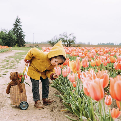 Child in a yellow coat interacting with tulips in a field with a Brown Senger teddy bear in a basket.