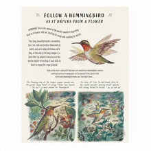 A vintage-style illustrated book page or poster titled 'FOLLOW A HUMMINGBIRD AS IT DRINKS FROM A FLOWER,' featuring multiple watercolor-style drawings of hummingbirds, flowers, leaves, and small text blocks on an off-white background.